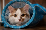 DSC07487.jpg