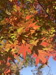 IMG-6064.jpg